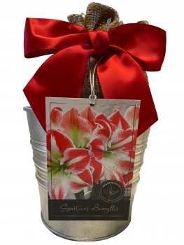 Amaryllis Holiday Gift Growing Kit, Includes an Rustic Tin Pot, Spartacus Bulb, and Growing Medium